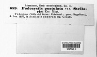 Microbotryum pustulatum image